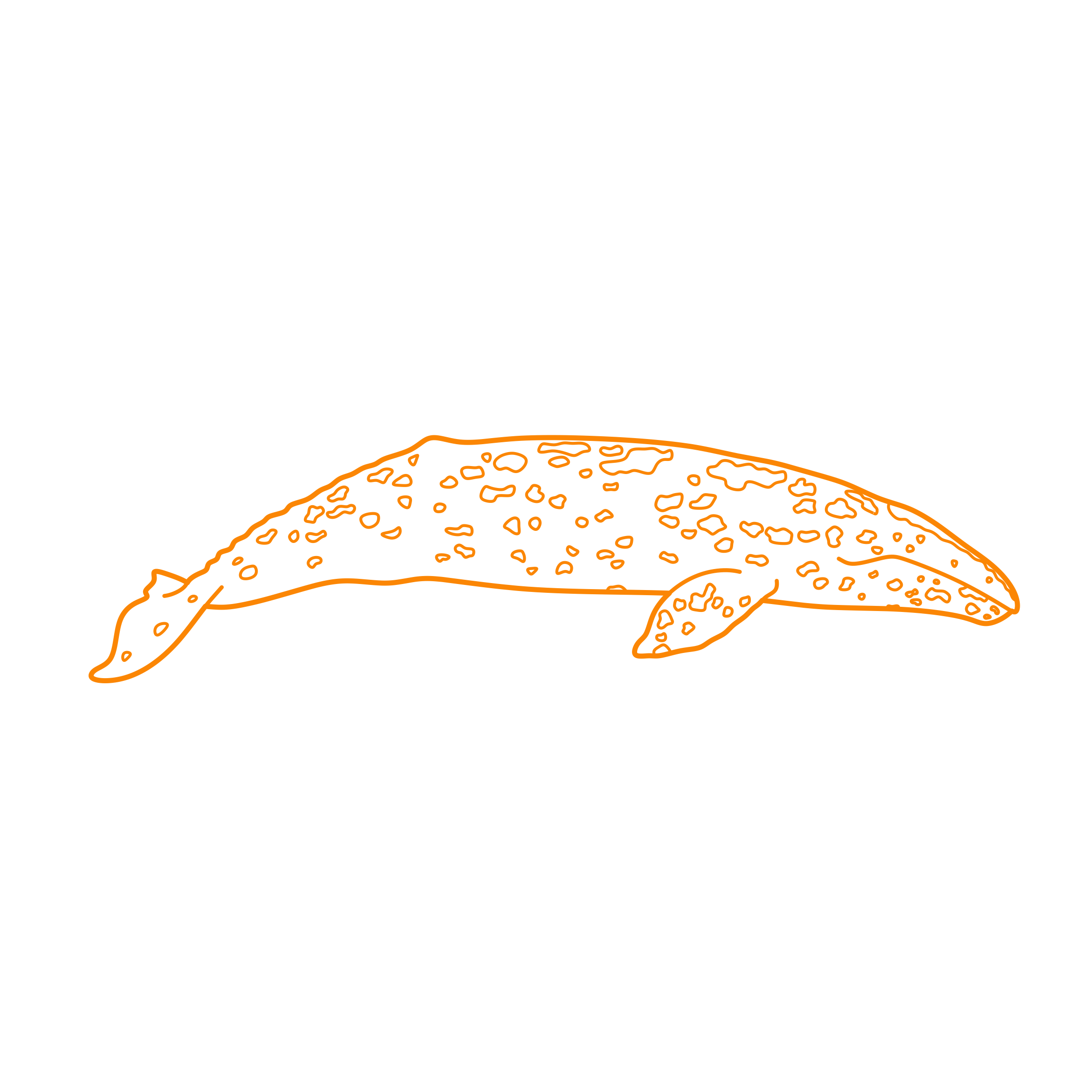 Animals Baleen Whales Gray Whale Stencil Svg Vector Free Vectors